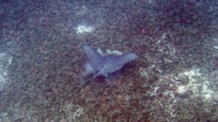 Spotted Eagle Ray (48